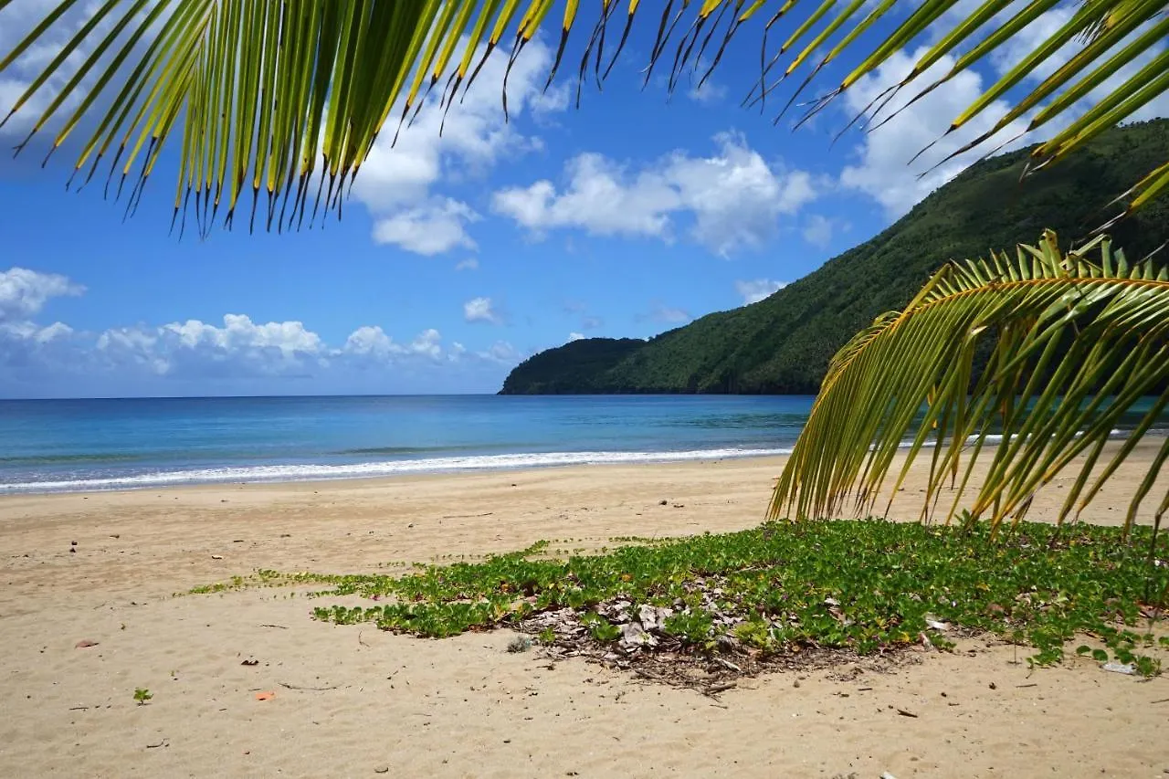 Dominican Tree House Village El Valle ドミニカ共和国